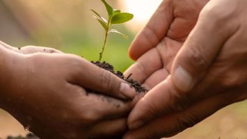 Two people work together to plant a tree